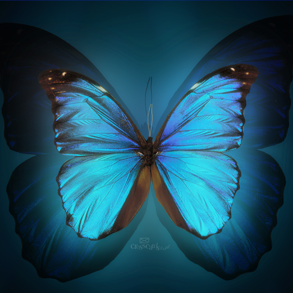 Butterfly Desktop Wallpaper Mobile
