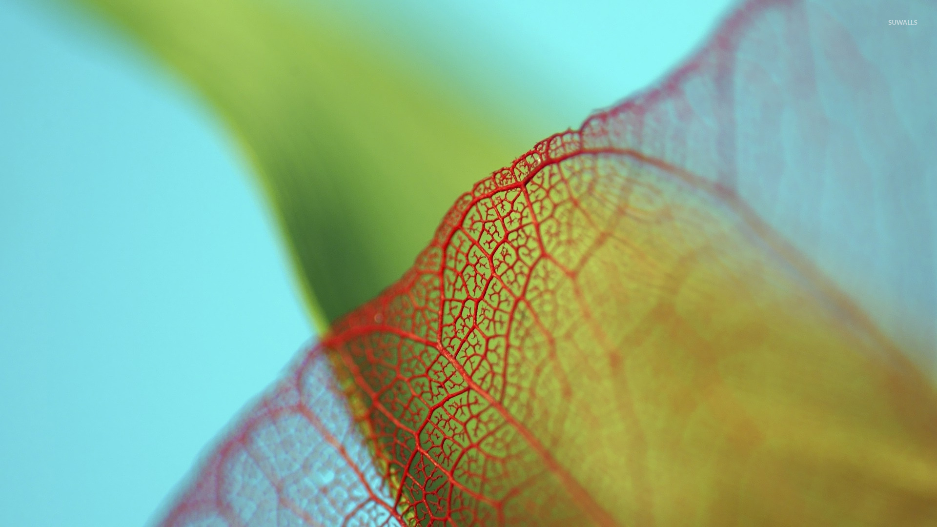 Translucent Leaf Wallpaper Photography