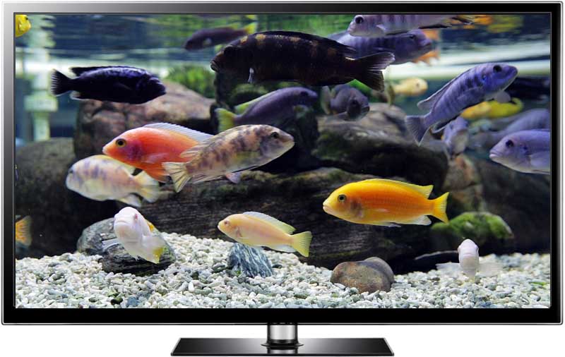 Aquarium Video S For HD Tv And Screensaver Videos