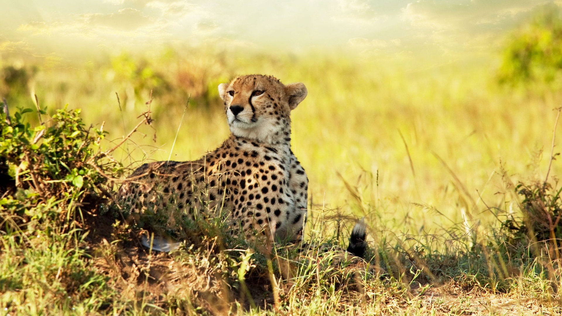 Africa Animal Wallpaper Desktop Background For HD