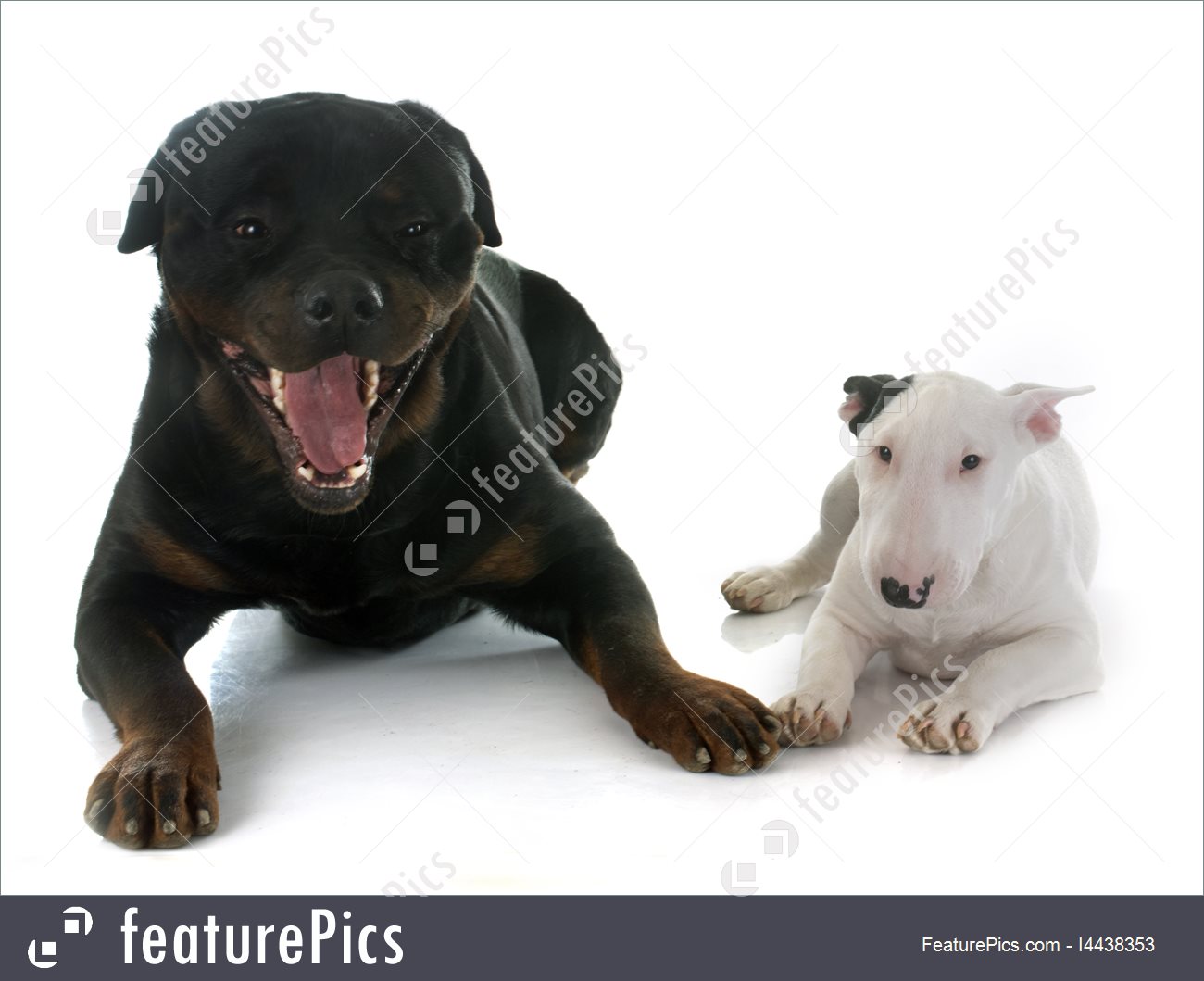 Pets Puppy Bull Terrier And Rottweiler Stock Picture I4438353