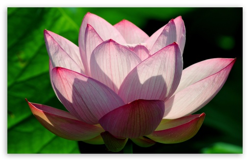 Lotus Flower HD Desktop Wallpaper Widescreen High Definition