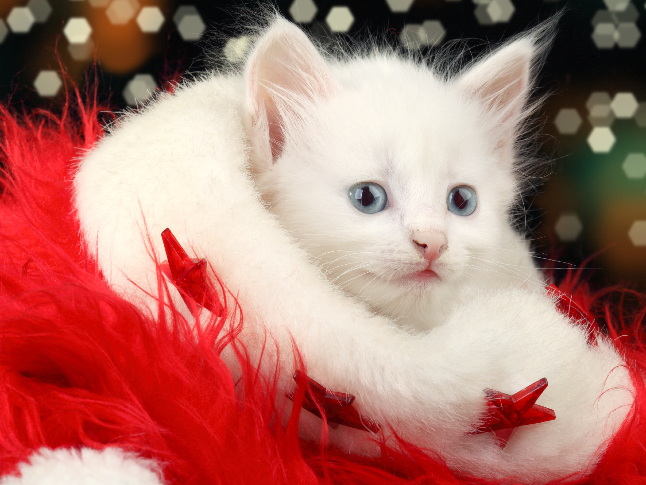 White Christmas Cat Wallpaper HD High