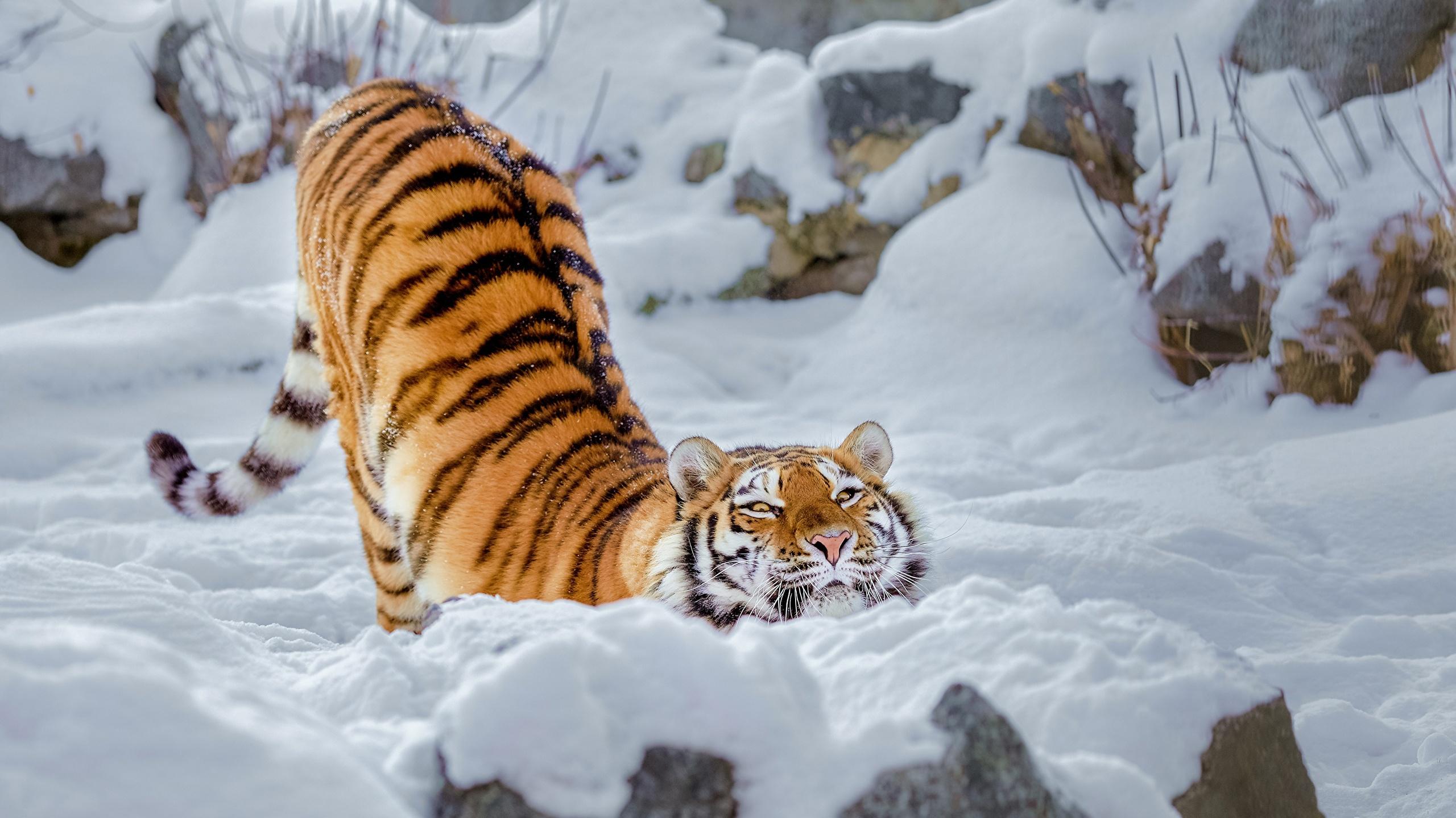Pictures Tigers Funny Snow Animal