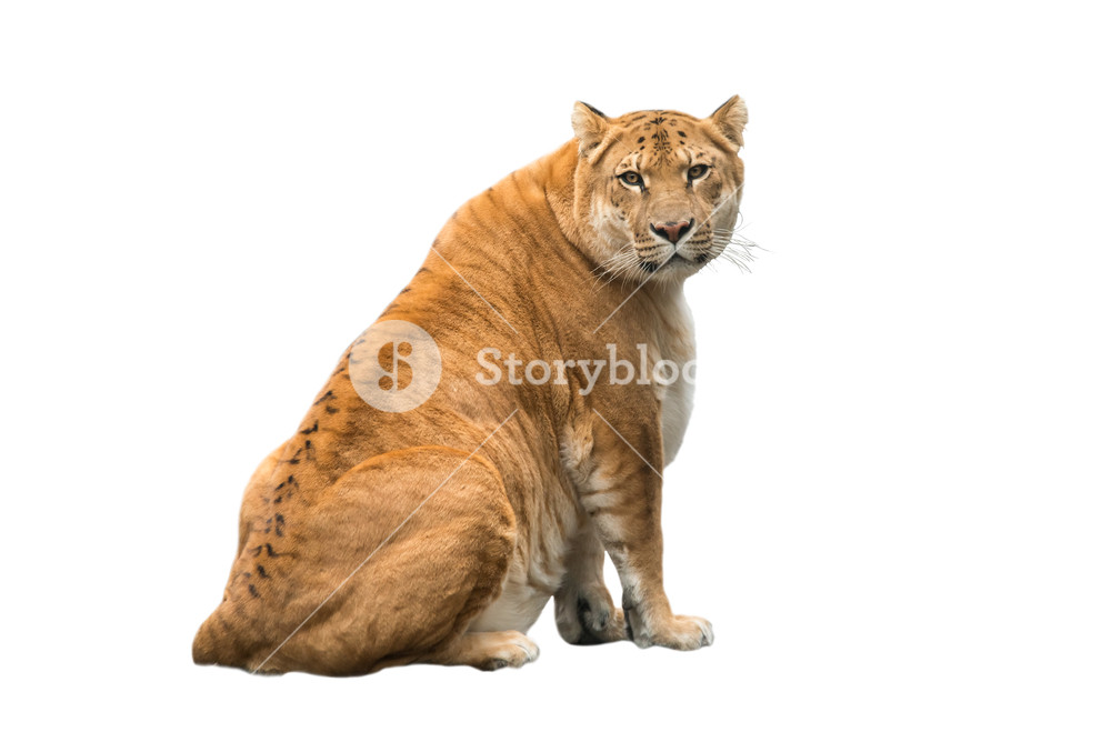 Portrait Of Liger Lion And Tiger Cub Result Interbreeding