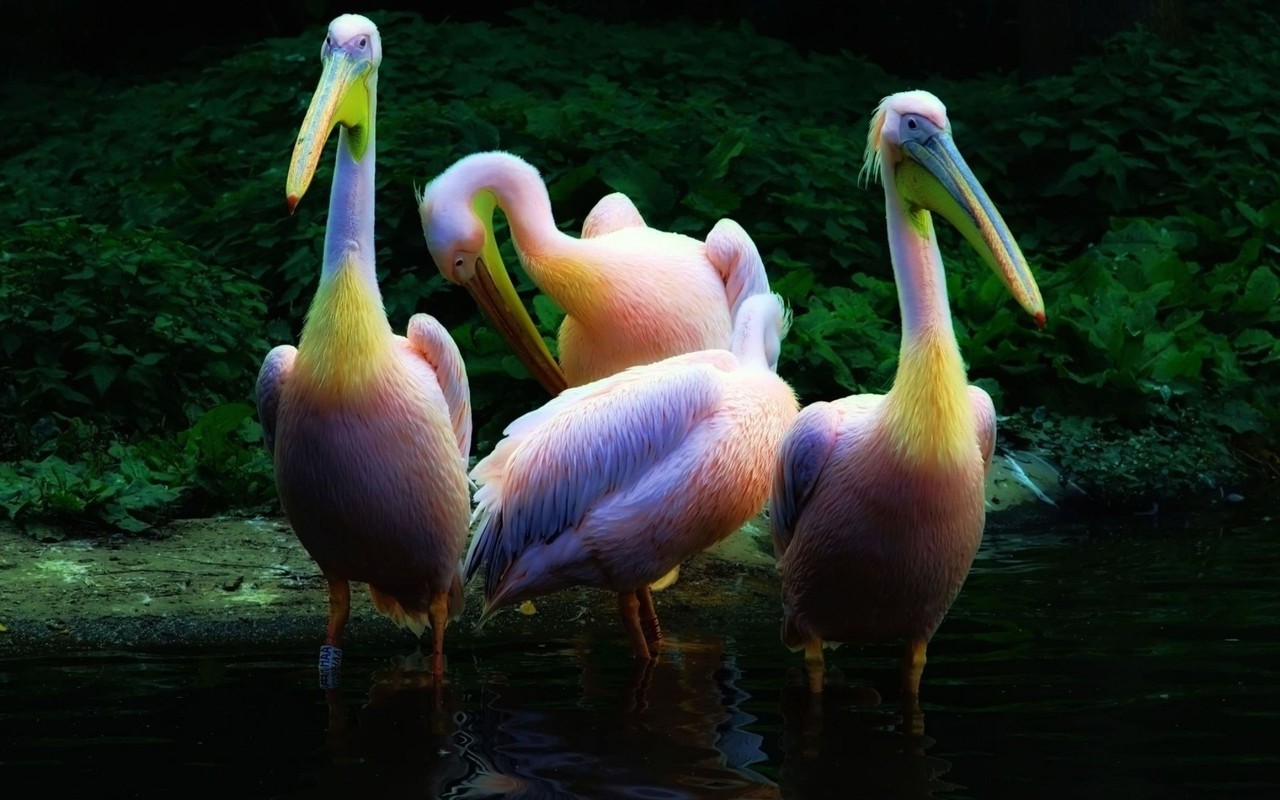 Pelicans Wallpaper