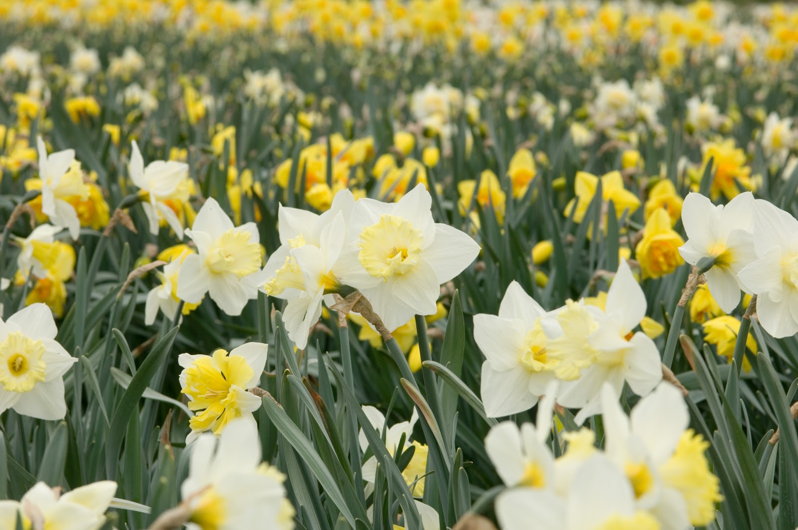 Enchanting Daffodil Field HD Wallpaper The Database