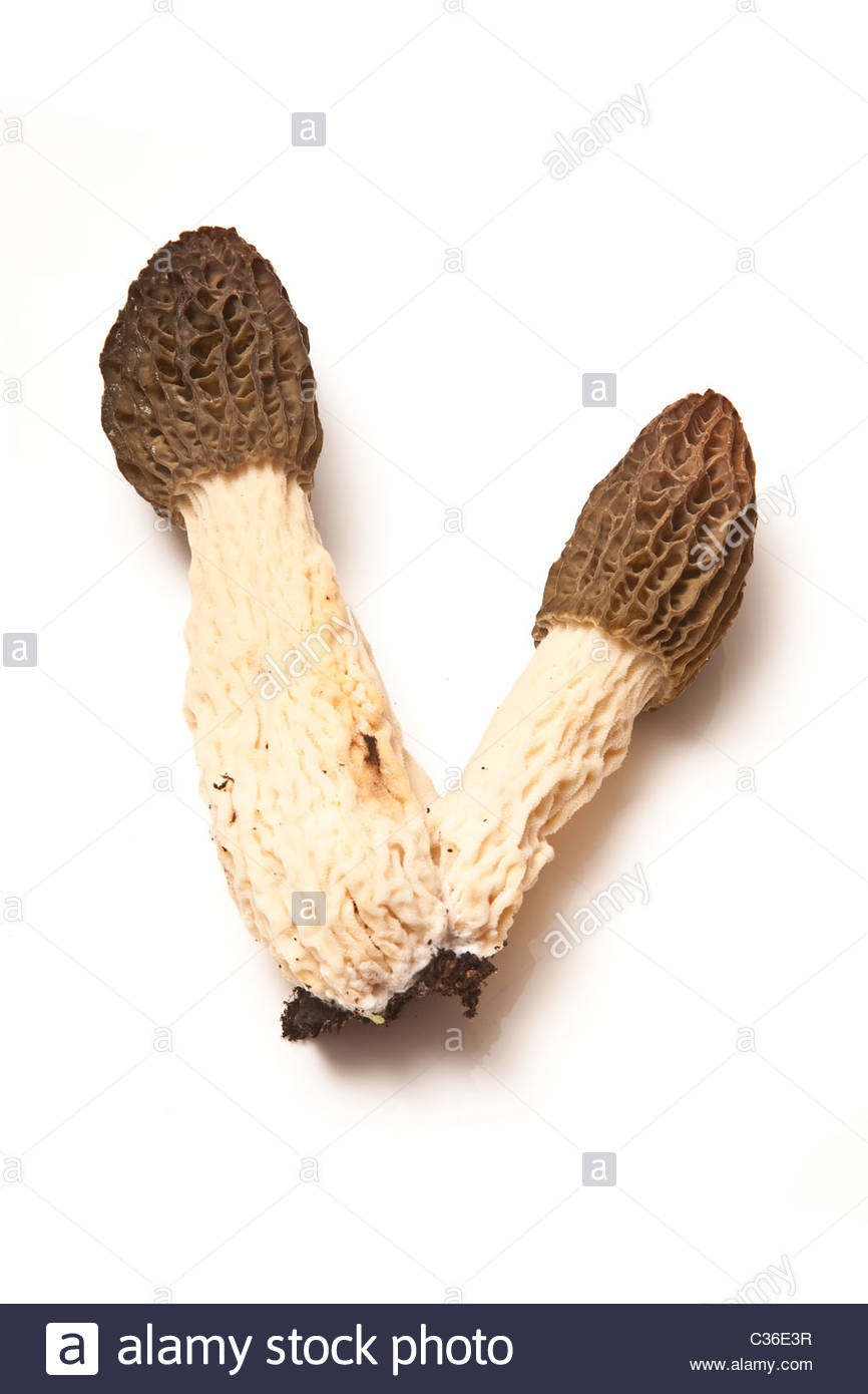 Morel Mushroom Isolated On A White Studio Background Stock Photo