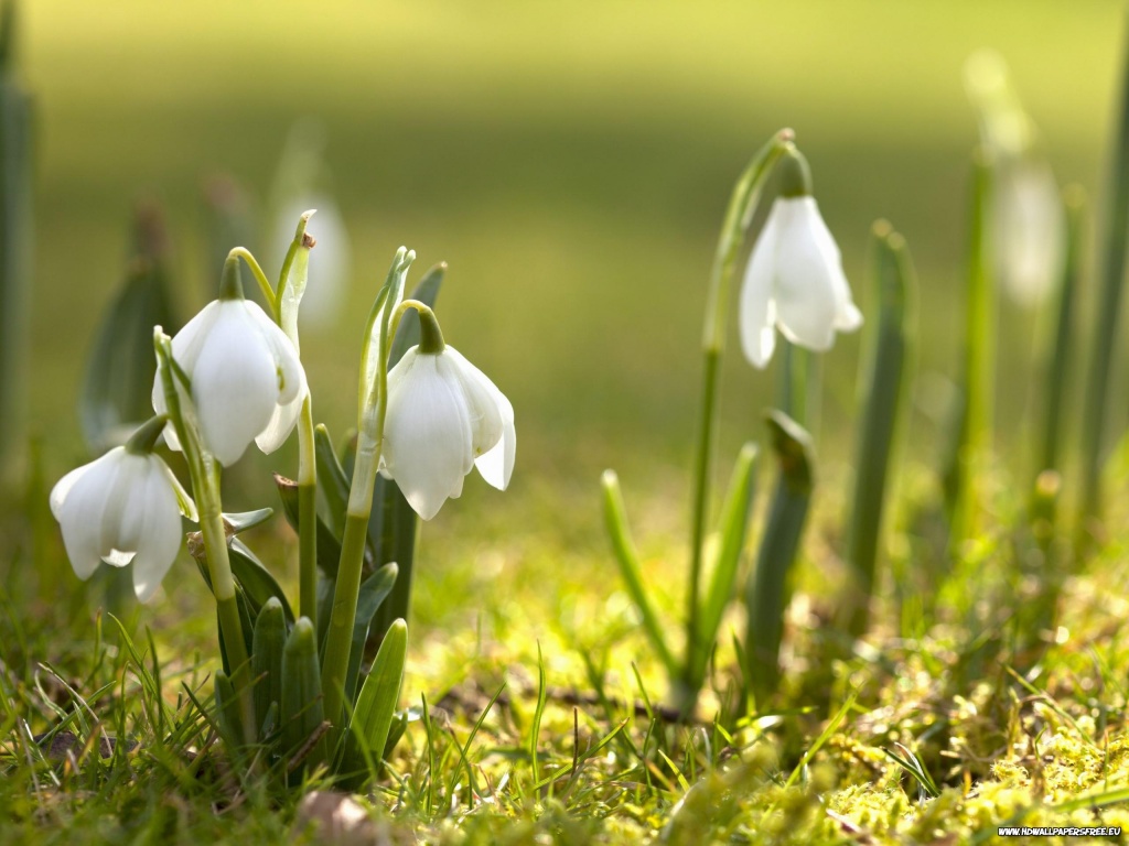 Snowdrops Spring Flowers Wallpaper in 1024x768 Resolution