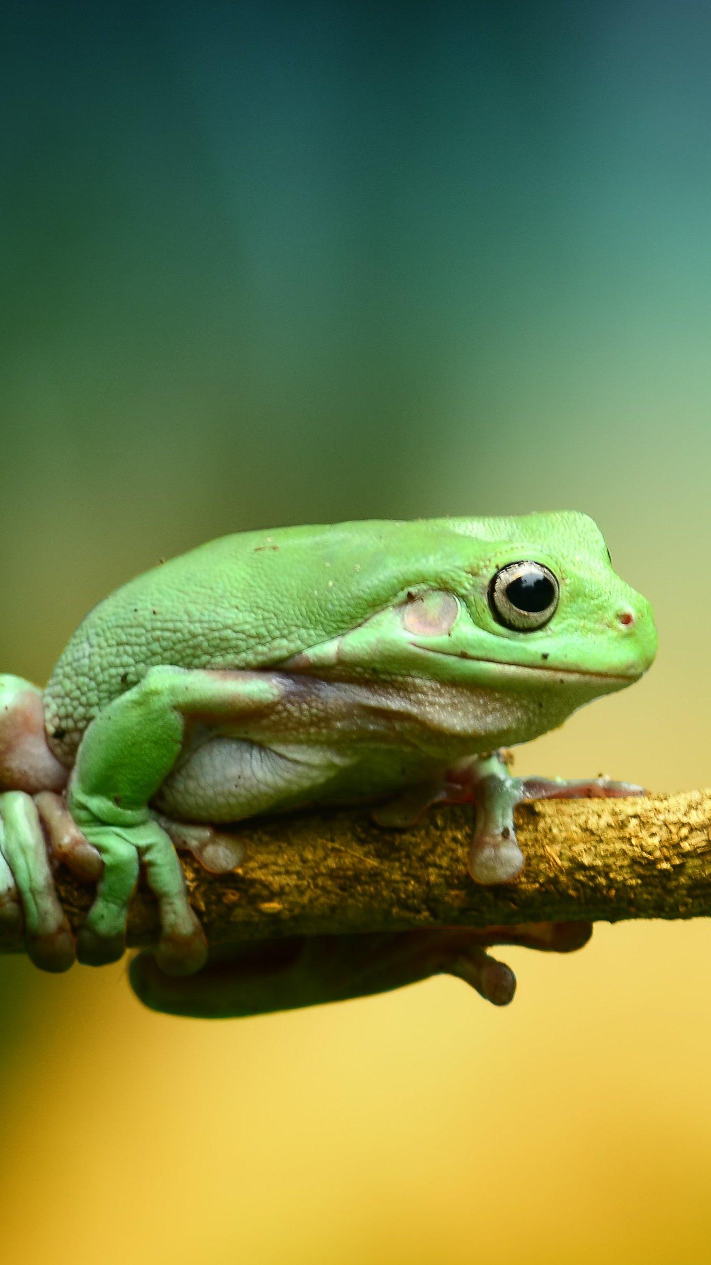 Green Frog Wallpaper   iPhone Android Desktop Backgrounds