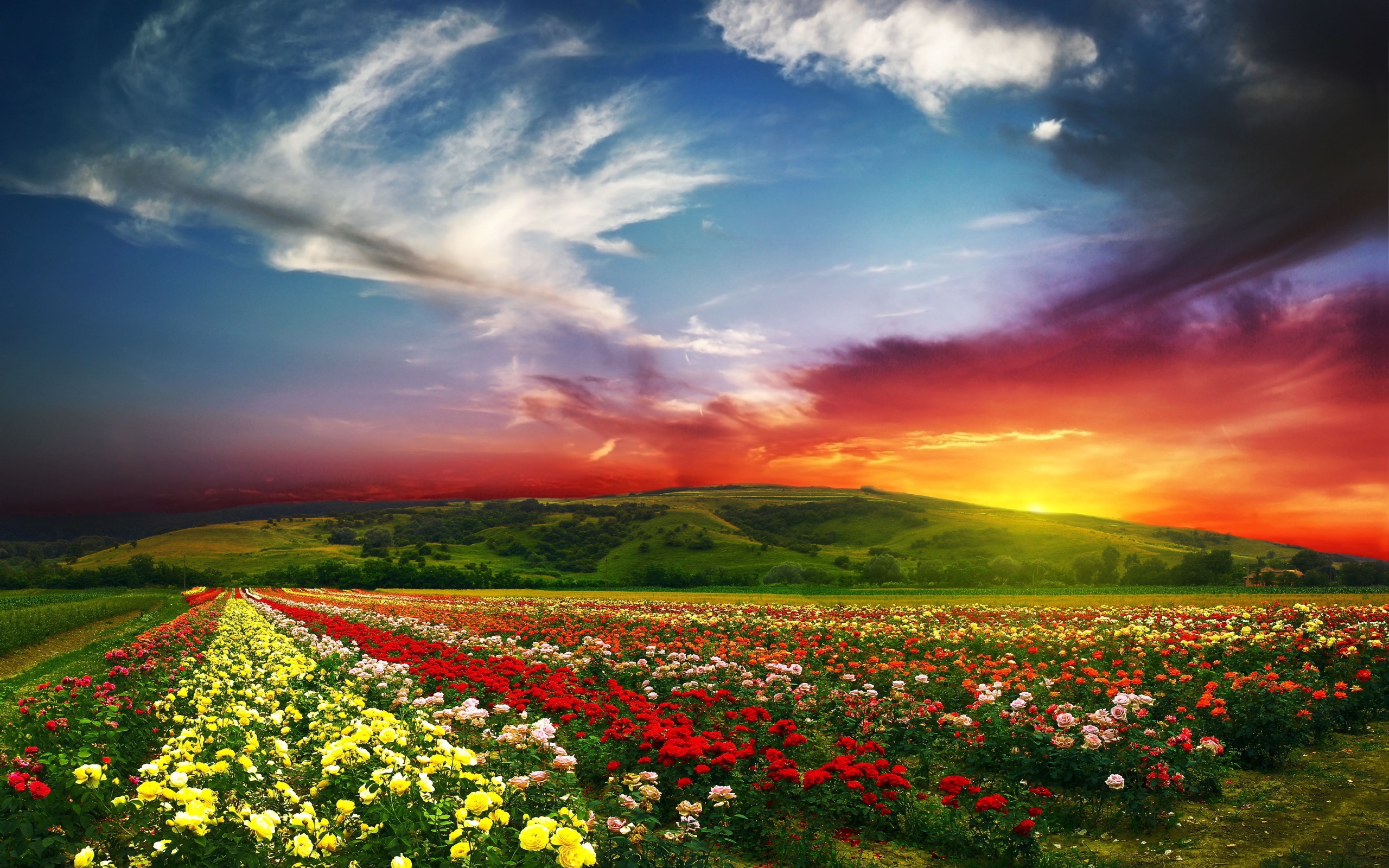 Flower Fields Wallpaper Image Photos Picture