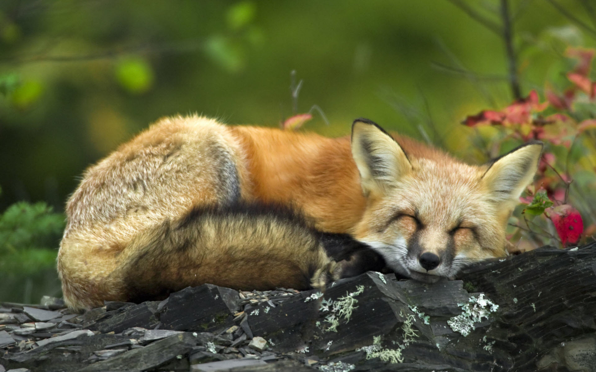 Description Sleeping Red Fox Wallpaper is a hi res Wallpaper for pc