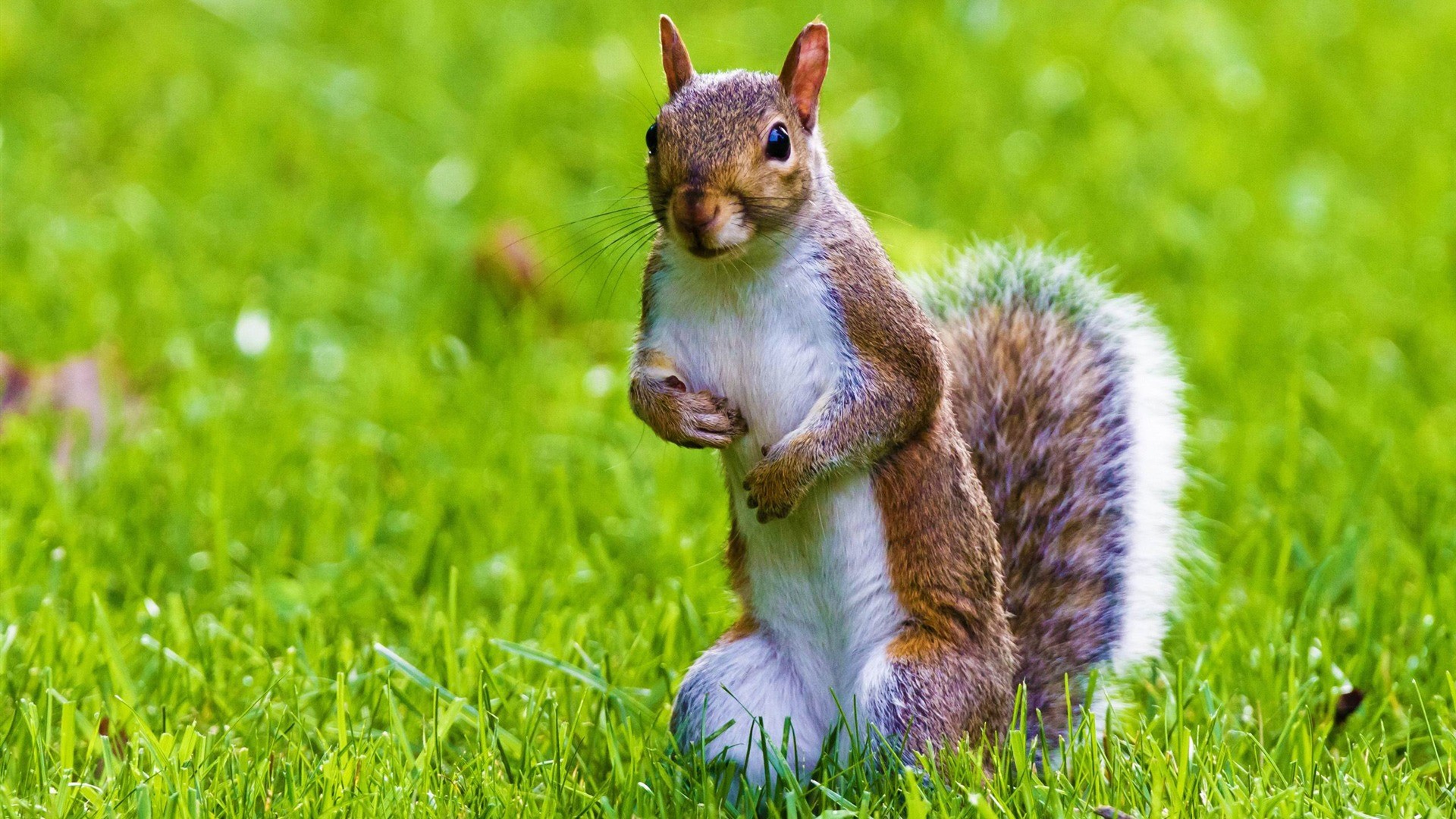 A cute gray squirrel with a bushy tail standing on its hind legs in a lush green field
