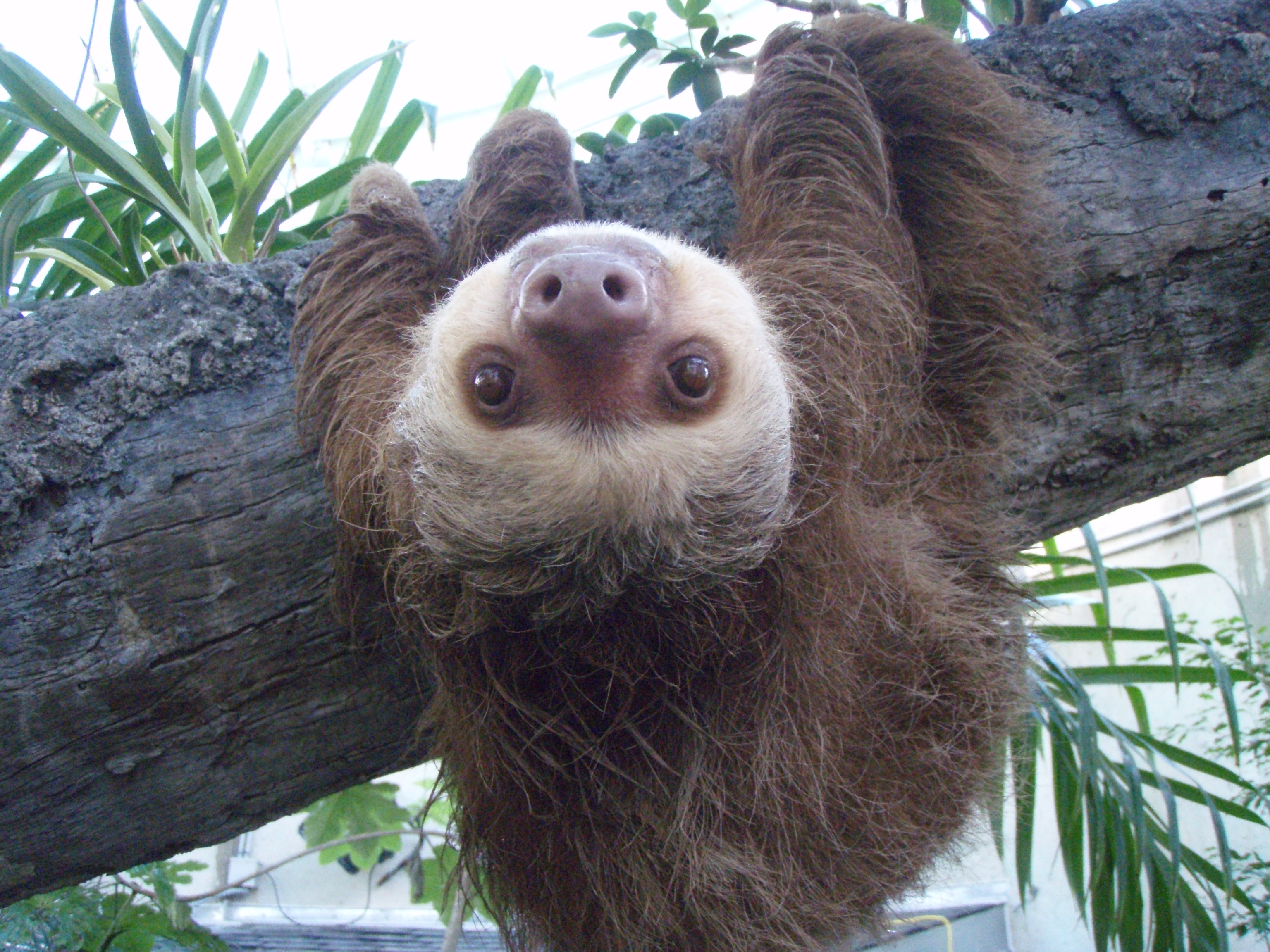 quirky sloth desktop wallpaper