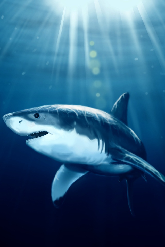 shark wallpaper hd iphone