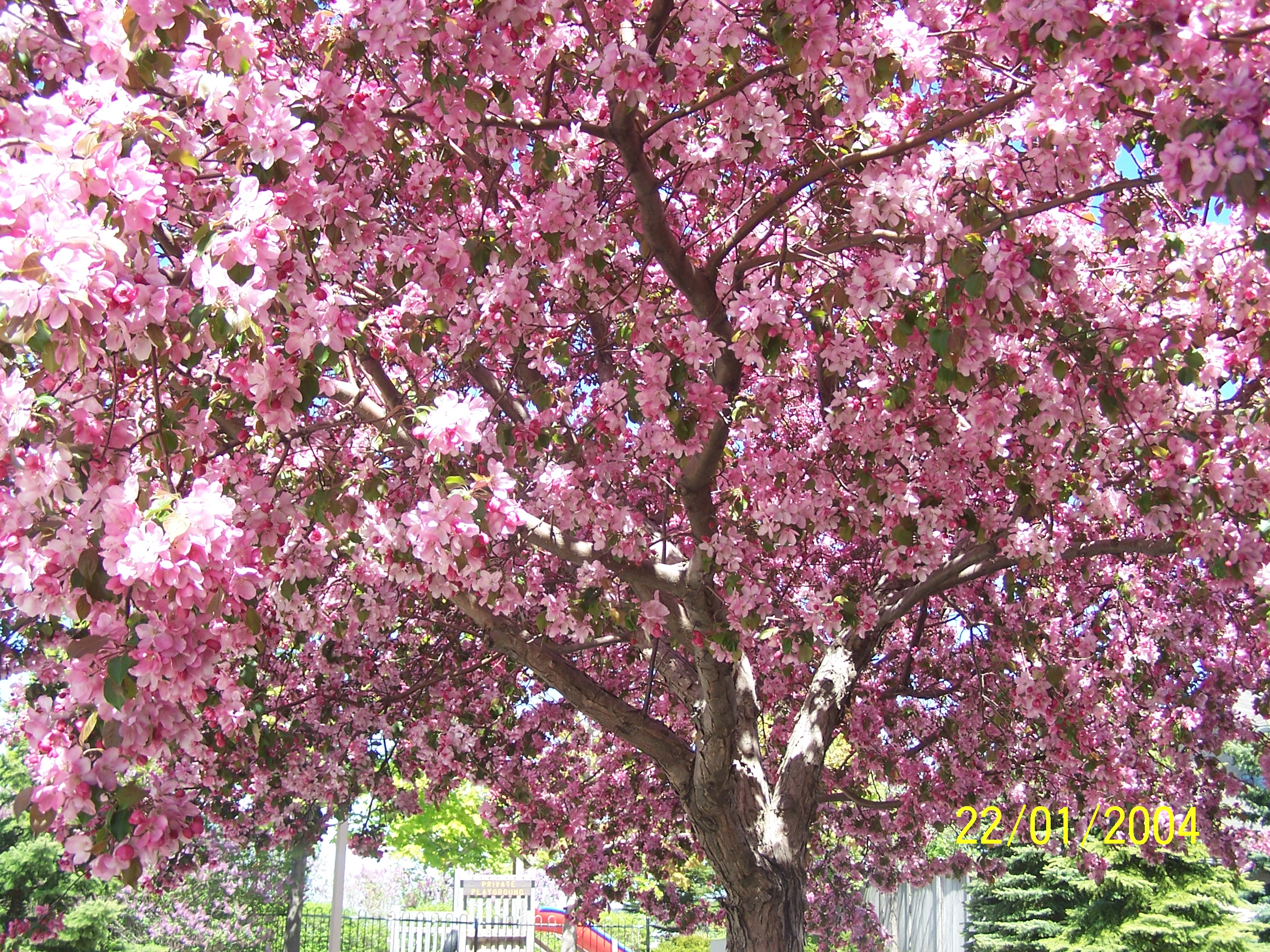 Cherry Blossom Tree Wallpaper Cherries