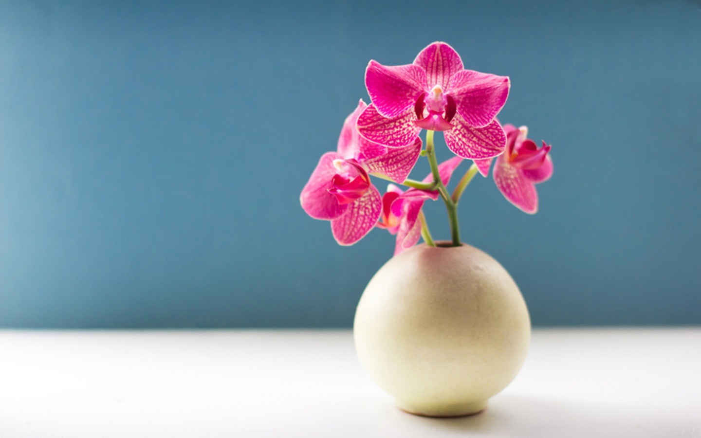 Awesome Orchid Wallpaper HD Wallpaperlepi