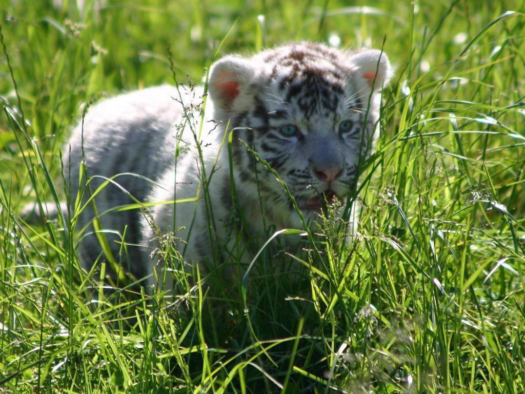 White Tiger Cub Wallpaper