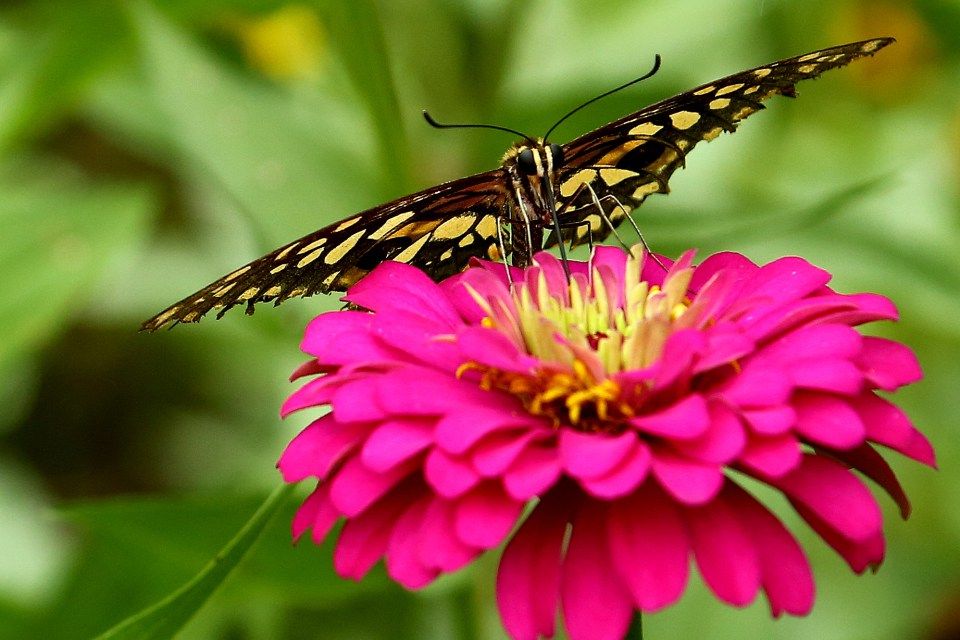 Butterfly On Flower Shot Wallpaper Canon Image Beautiful
