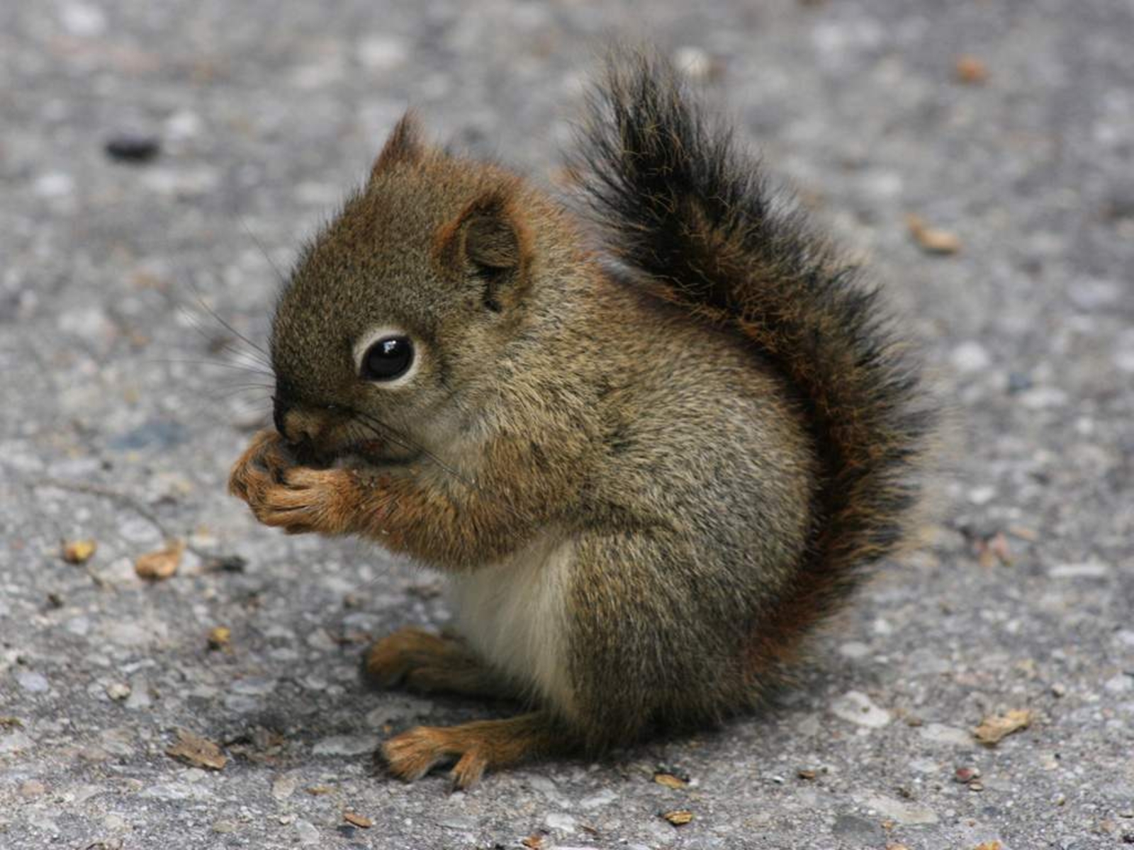 Desktop Wallpaper Baby Squirrel Cute Animal Iwallscreen