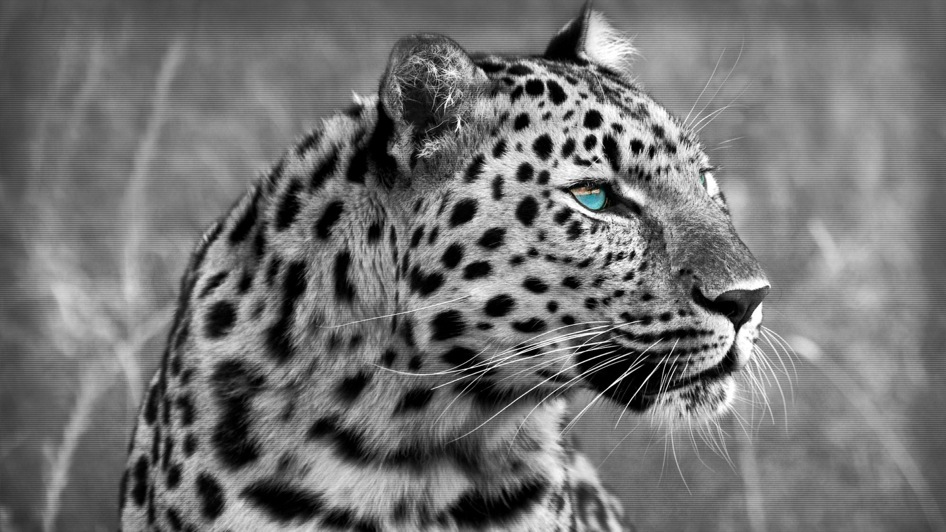 Muzzle Eyes Wild Cat Leopard Wallpaper