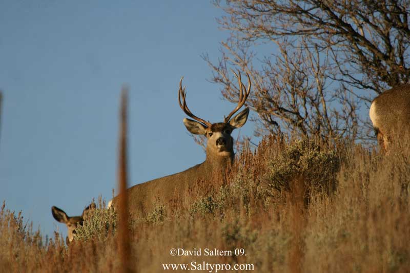 Wildlife Photography