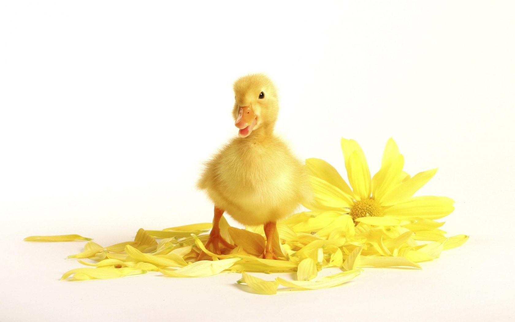 Little Yellow Chick HD Wallpaper