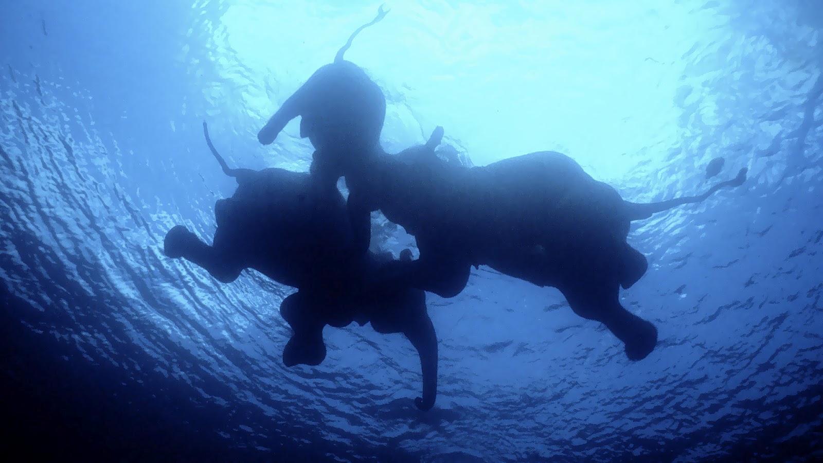 HD Animal Wallpaper With Swimming Elephants Underwater