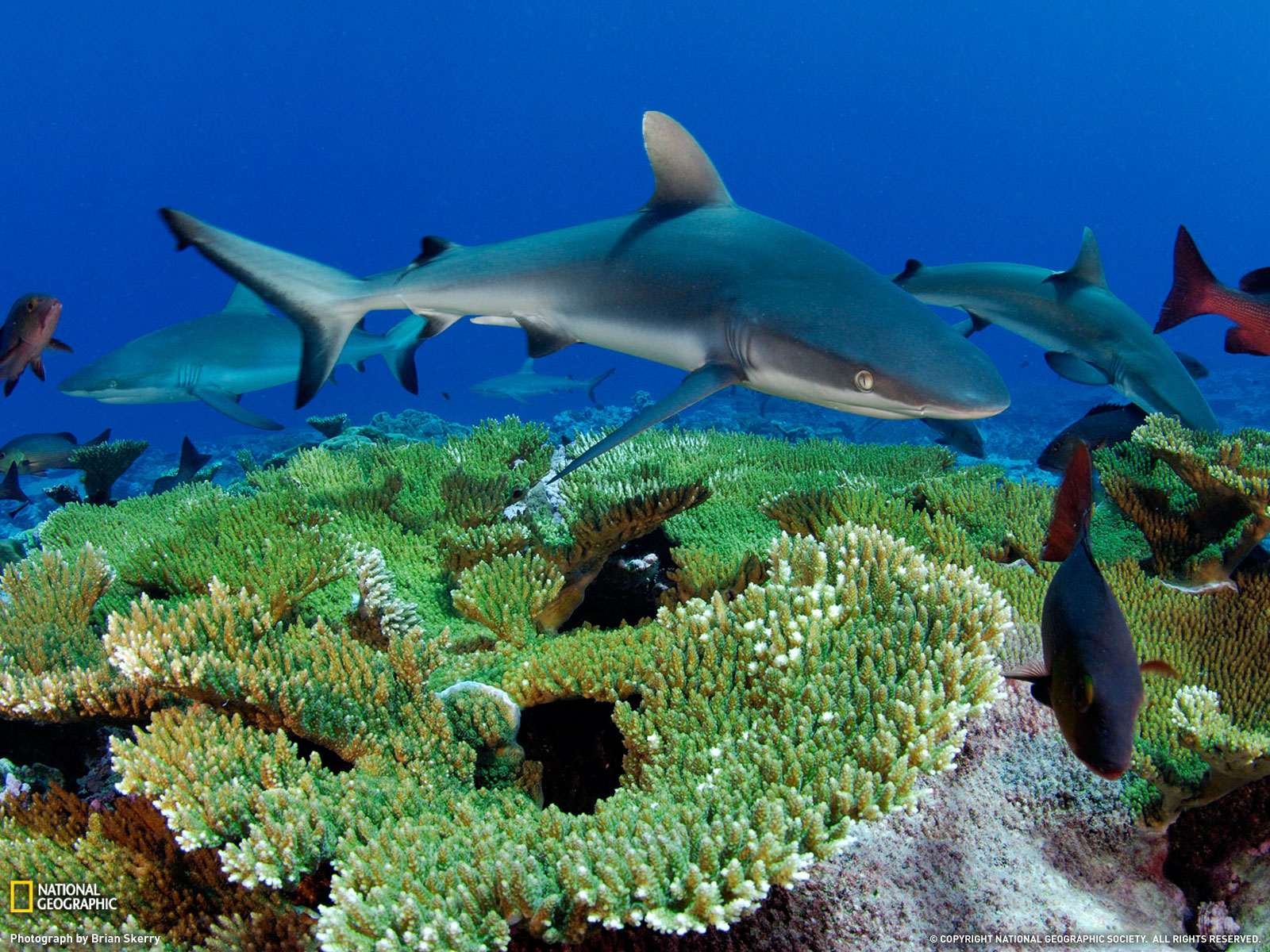 Wallpaper Reef Tank Shark Aquarium