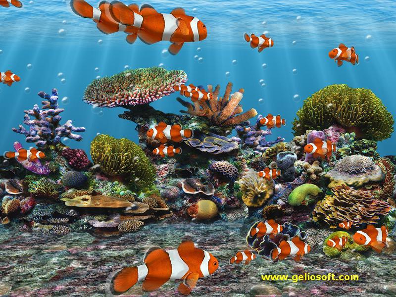 3d Screensaver And Wallpaper With Clown Fish