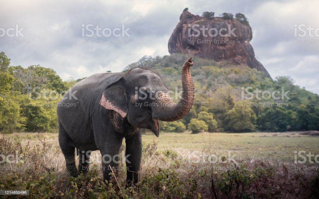 Free download Elephant Near Sigiriya Lion Rock Fortress In Sigiriya Sri  Lanka [1024x639] for your Desktop, Mobile & Tablet | Explore 18+ Sigiriya  Lion Rock Wallpapers | Rock Band Wallpaper, Rock Wallpaper,