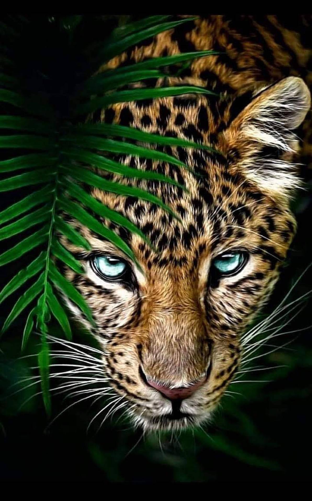 Download Close Up Leopard Wild Animal Wallpaper
