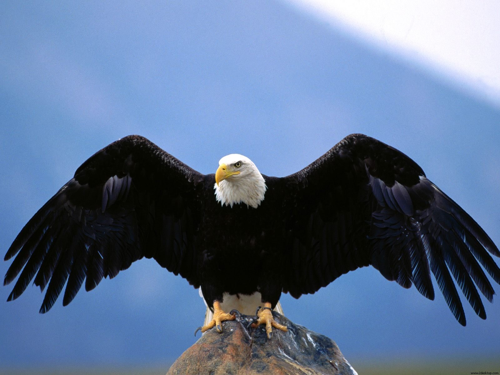 Wingspan Bald Eagle Wallpaper Hd