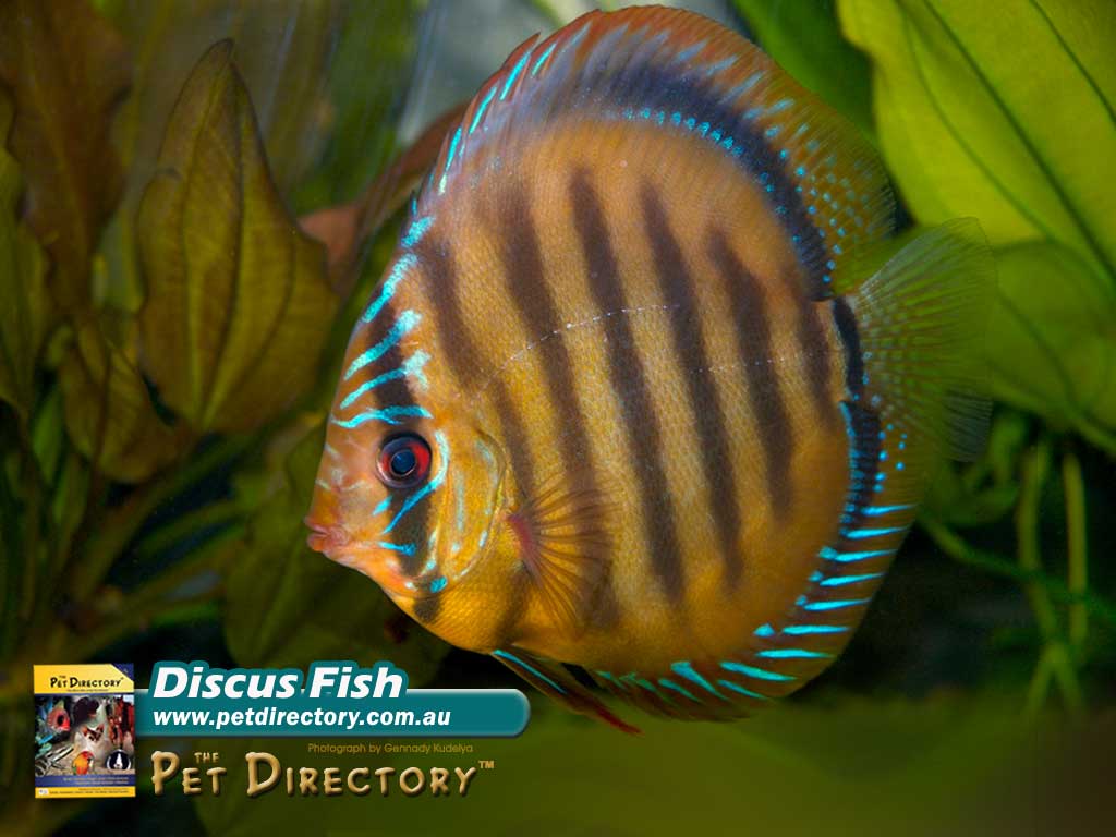 Discus Fish Wallpaper