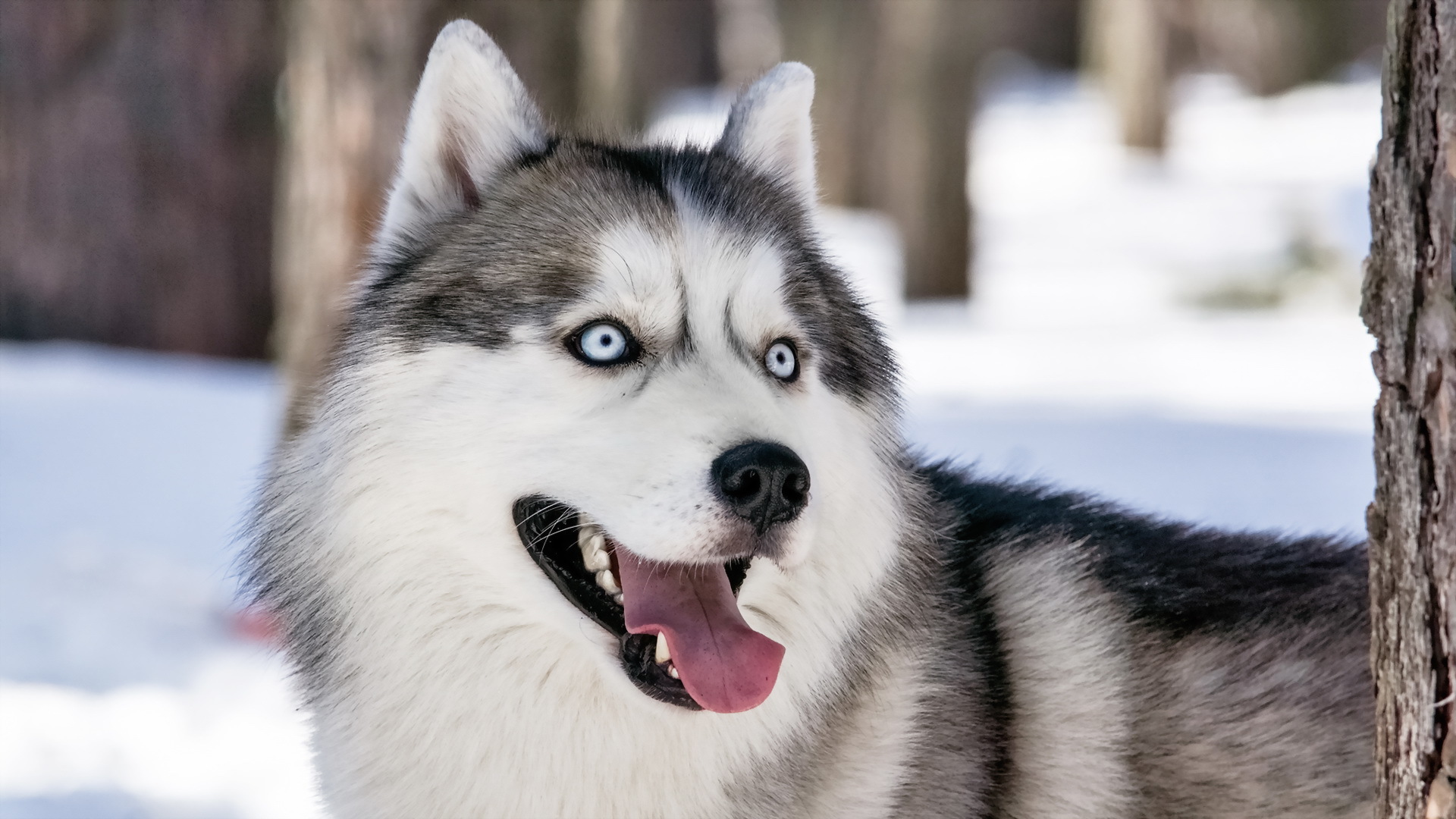 Siberian Husky Snow Face Eyes HD Dog Wallpaper