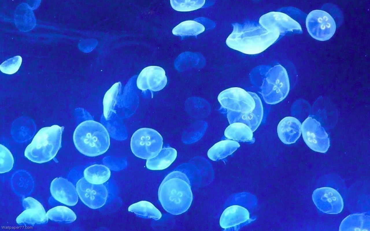 Jelly Fishes Pixels Wallpaper Tagged Fish