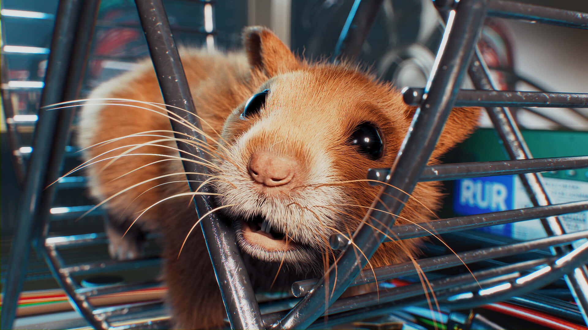 Hamster Ptb1zm6er4toyz5w Wallpaper