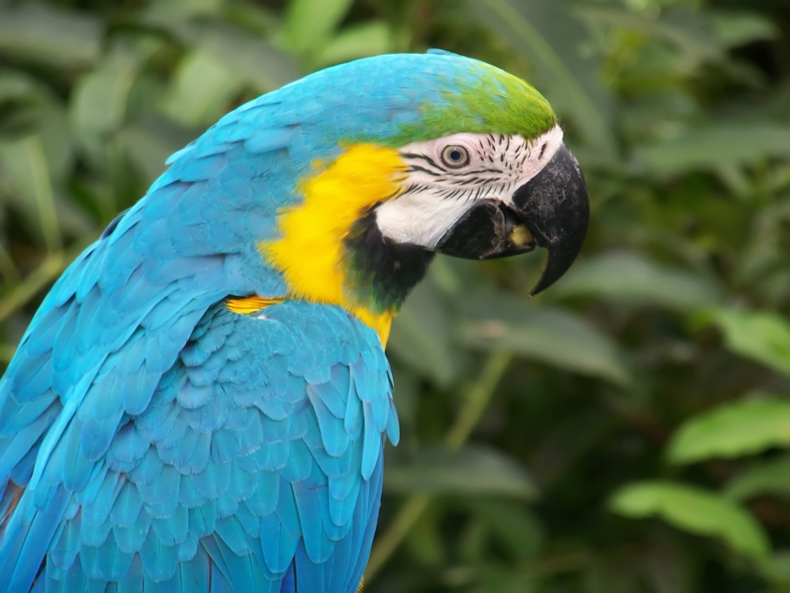 Blue Macaw Parrot Wallpaper Parrots Animals 1600x1200