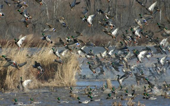 Ducks Unlimited Reaches Conservation Milestone