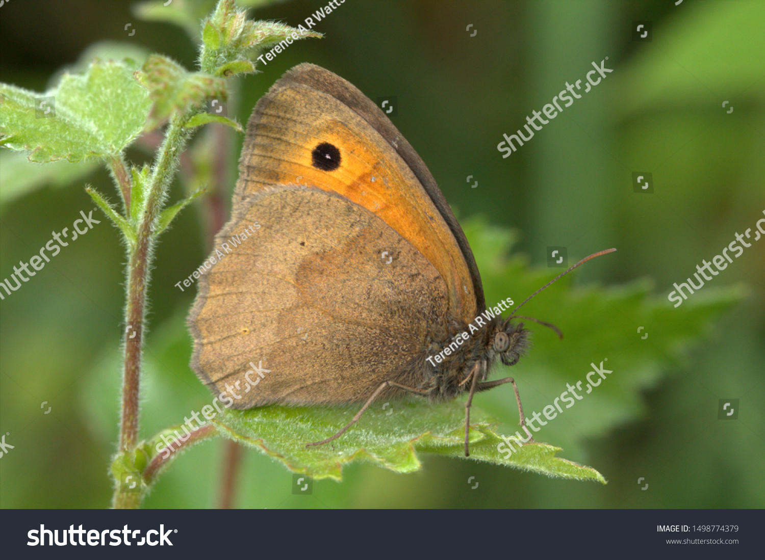 Scotch Argus Butterfly Erebia Aethiops On Stock Photo Edit Now