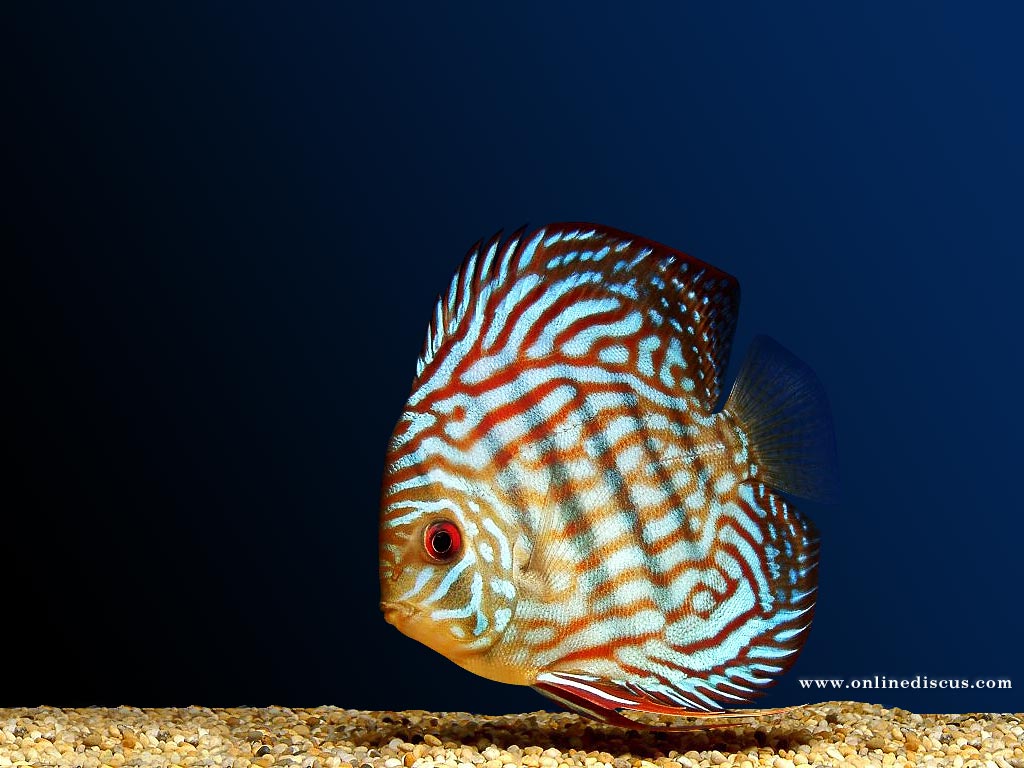 Wele To Online Discus Fish Wallpaper