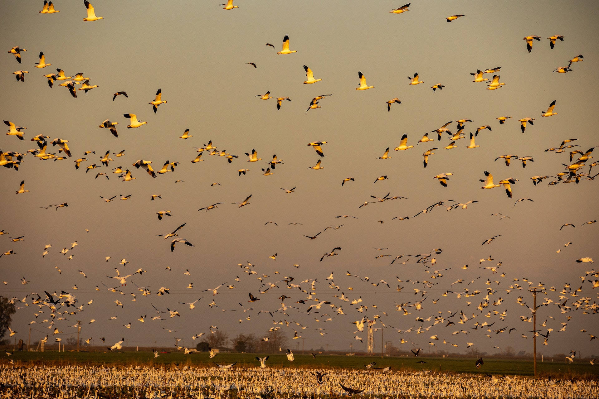 Birds Flying Wallpaper