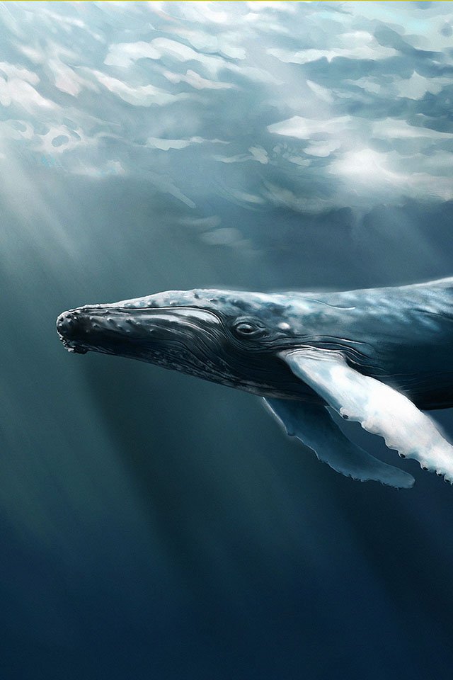 Ios7 Humpback Whale Parallax HD iPhone iPad Wallpaper