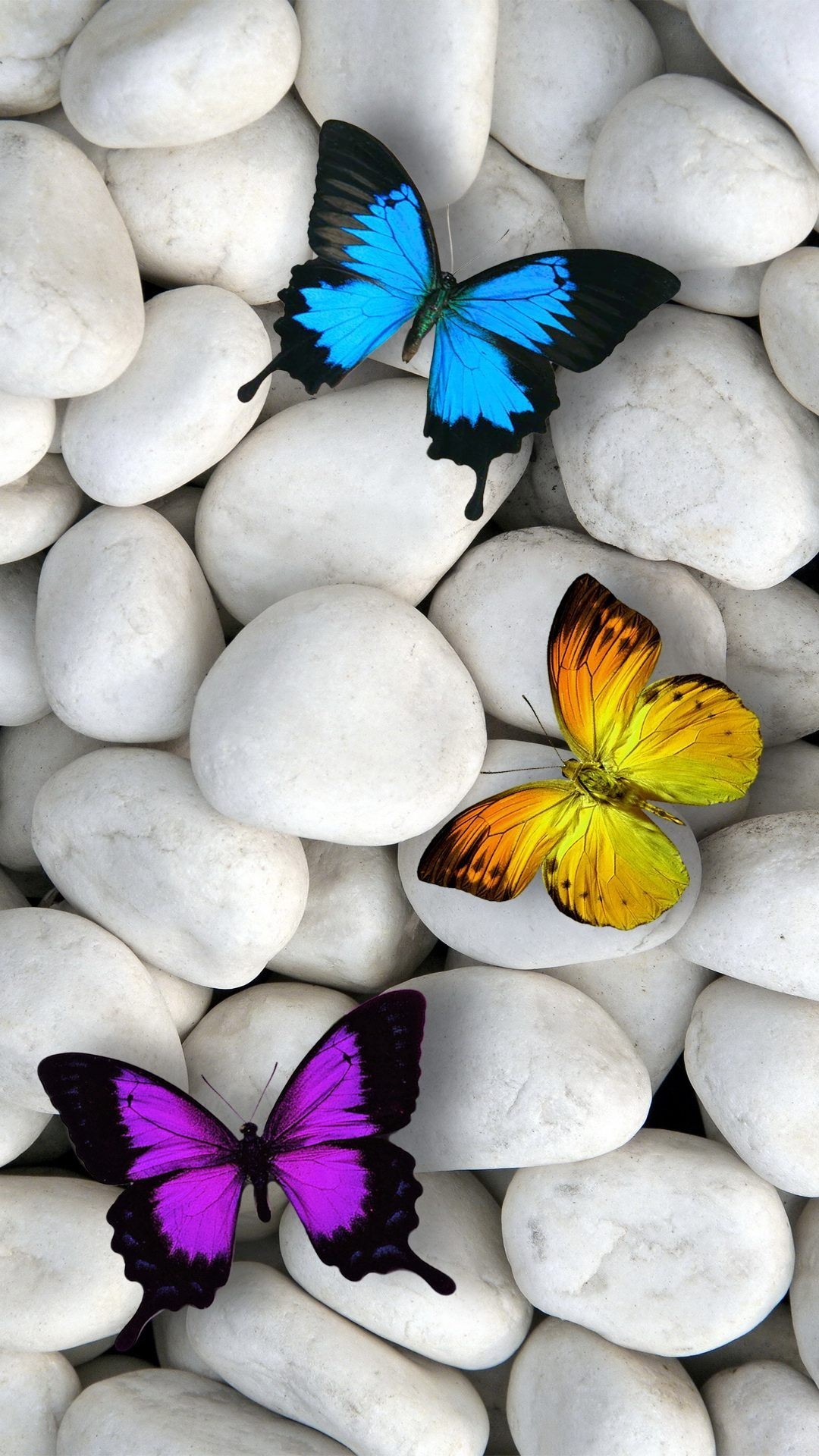 Butterfly Wallpaper iPhone