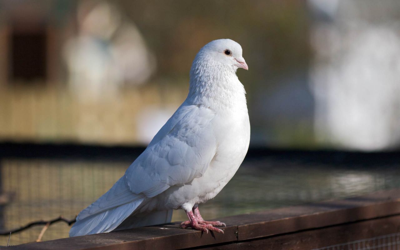 White Dove Standing Wallpaper Birds