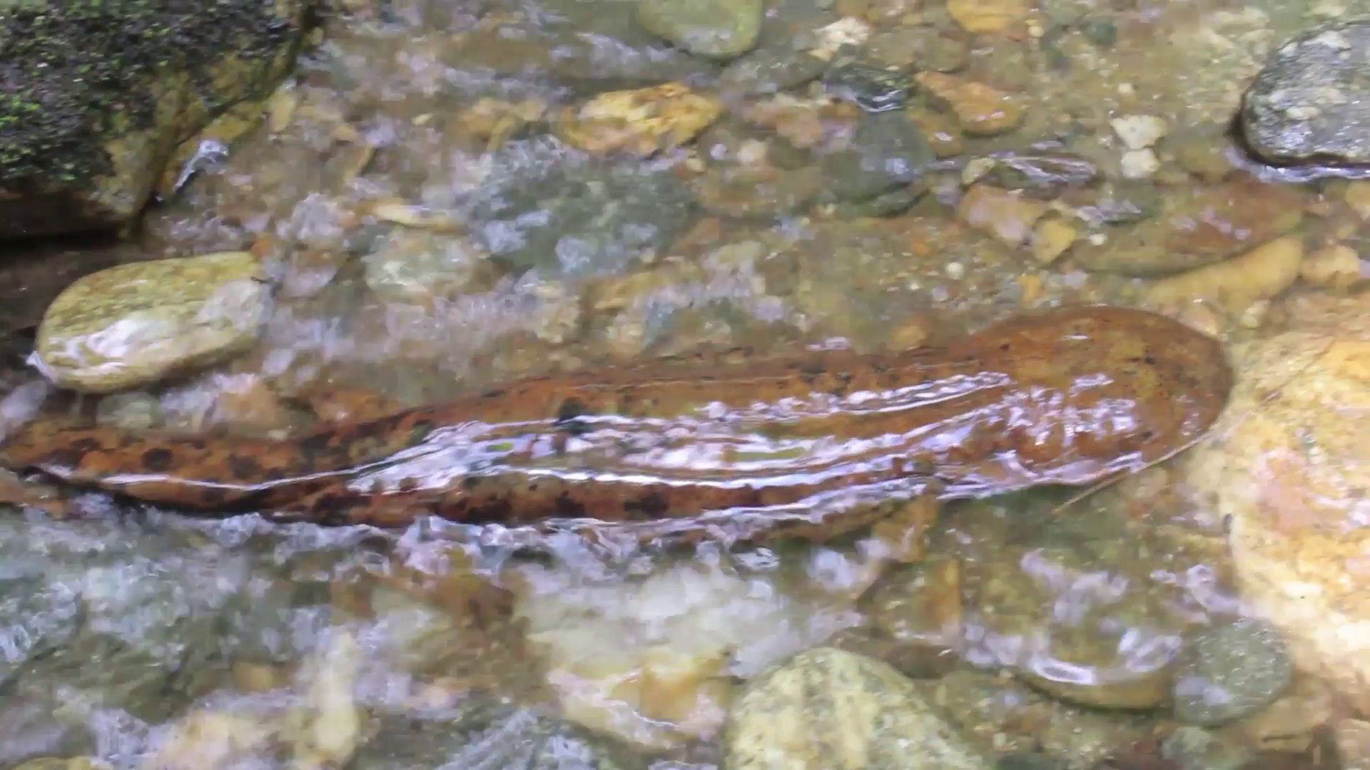 Hellbender Salamander Amphibian Crawling Stock Video Footage