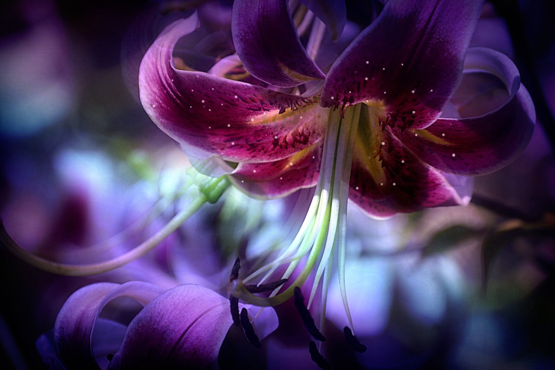Flower Nature Lily HD Wallpaper