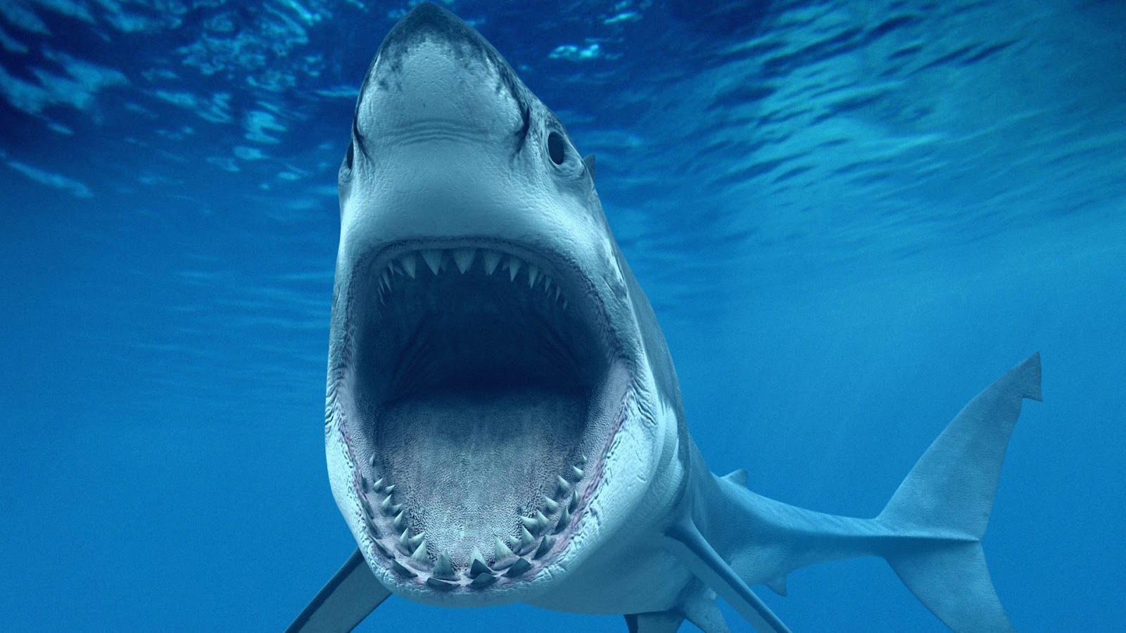 Shark Live Wallpaper Android Apps On Google Play