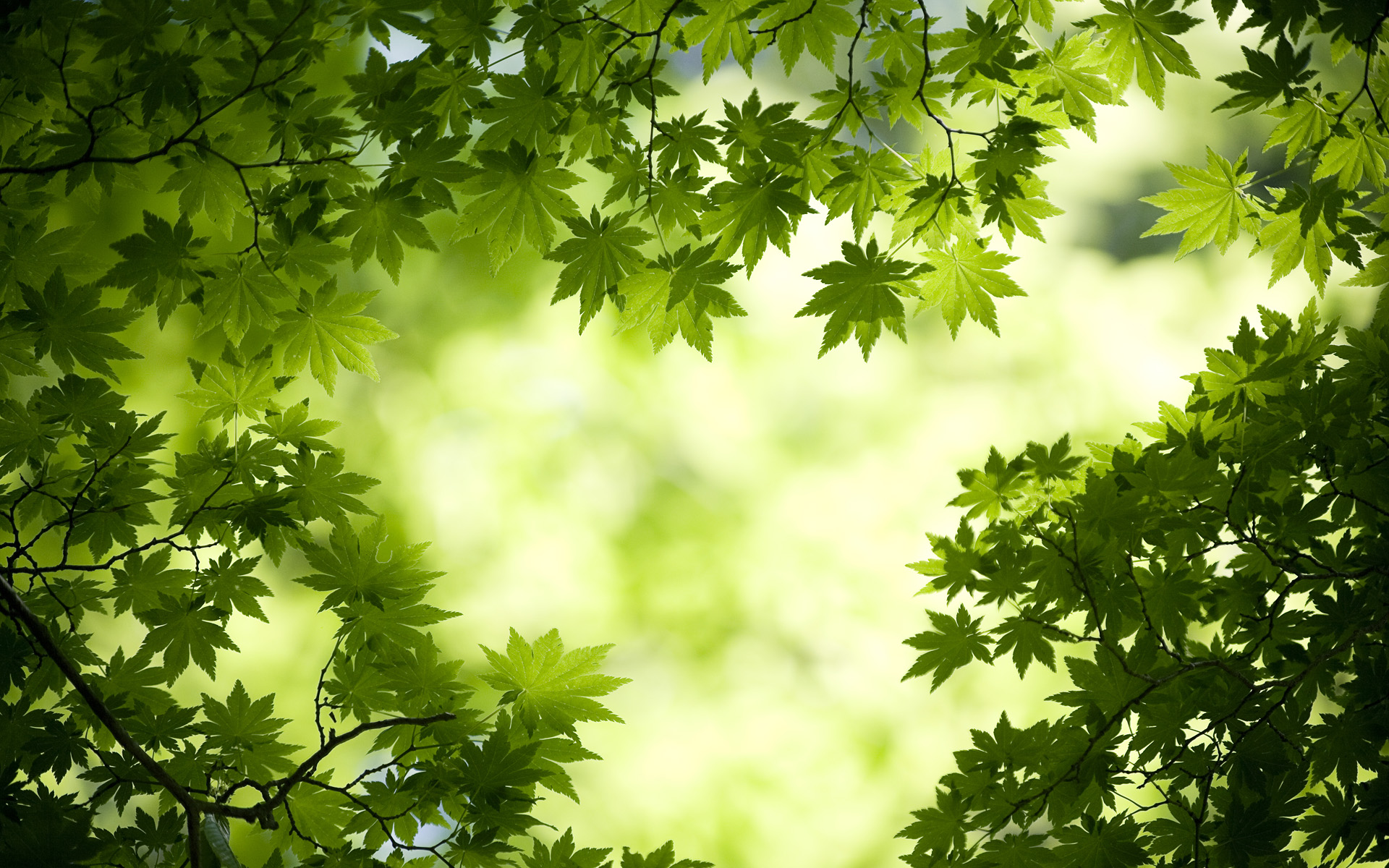Green Maple Leaves Wallpaper HD