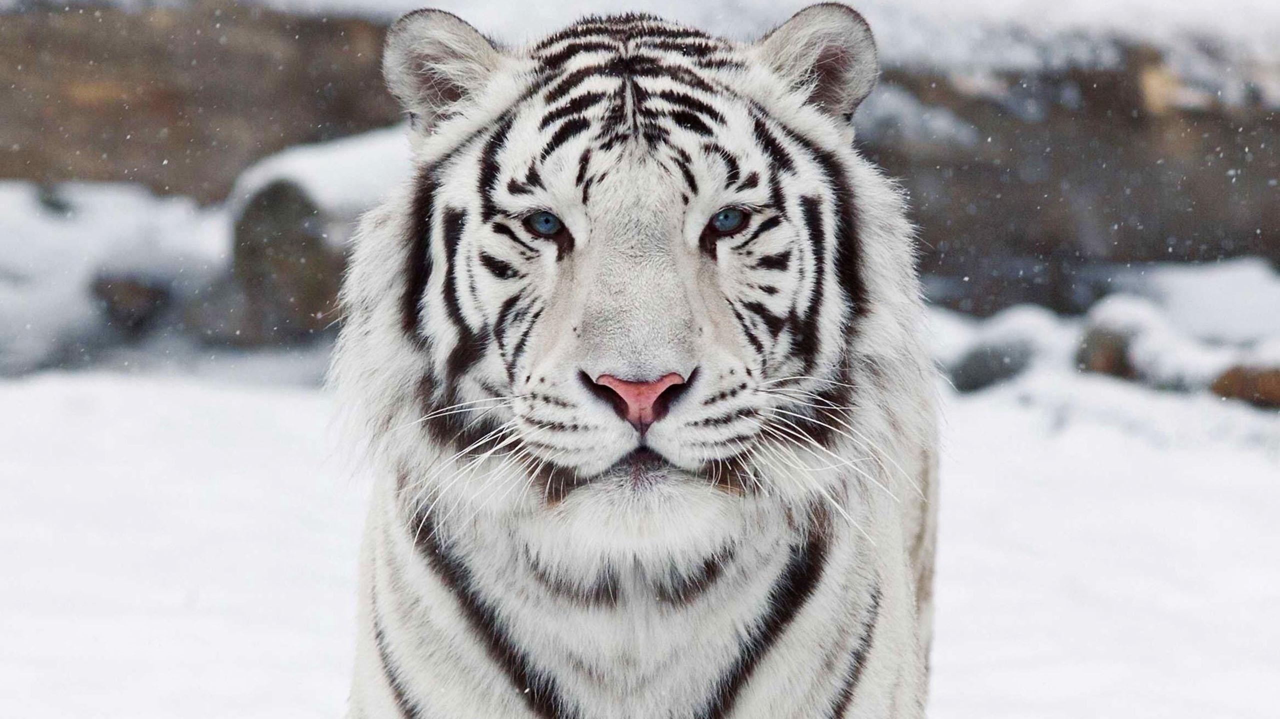 Free download White Bengal Tiger Wallpaper [2560x1440] for your